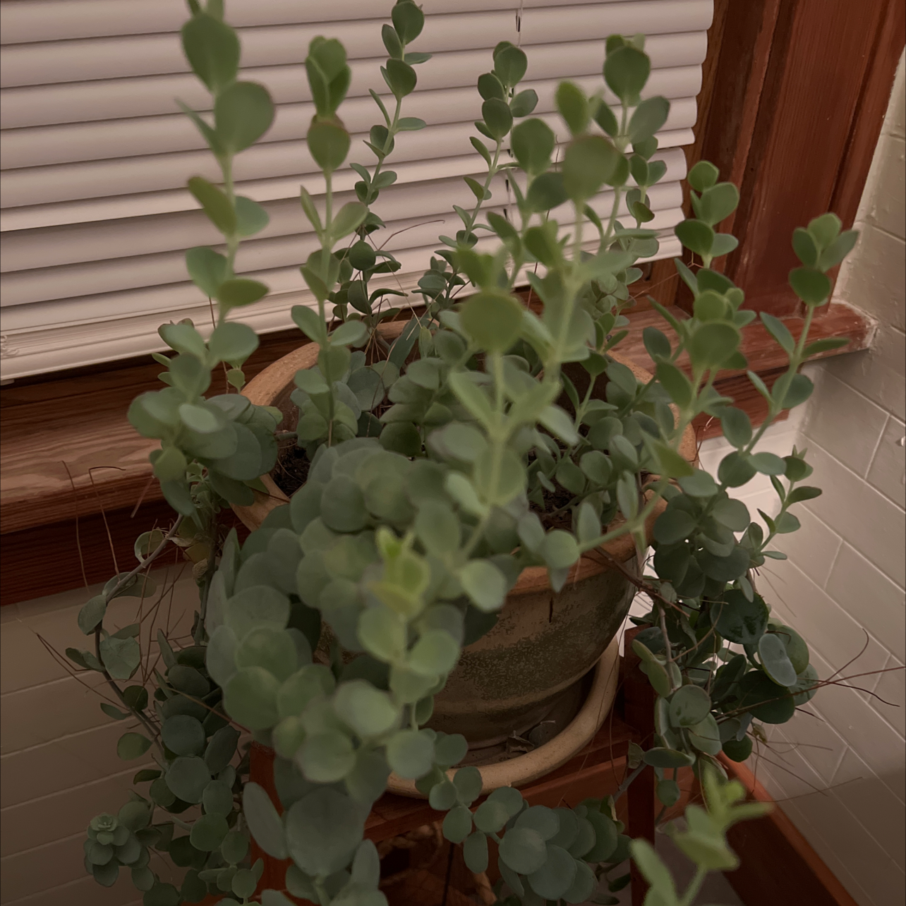 Healthy October Daphne plant in a pot near a window with green leaves.