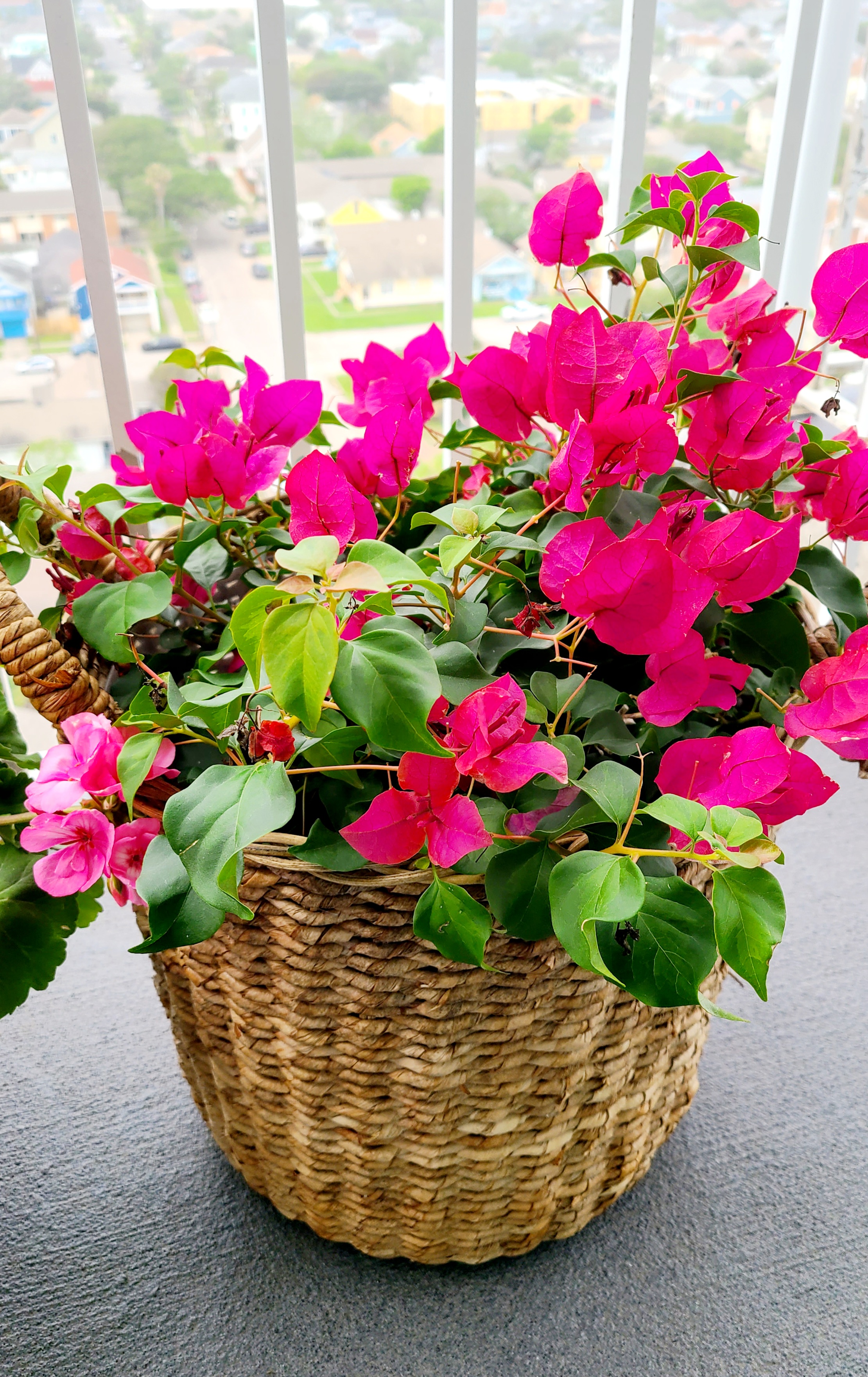 Lesser Bougainvillea plant in a woven basket with vibrant pink flowers and healthy green leaves.
