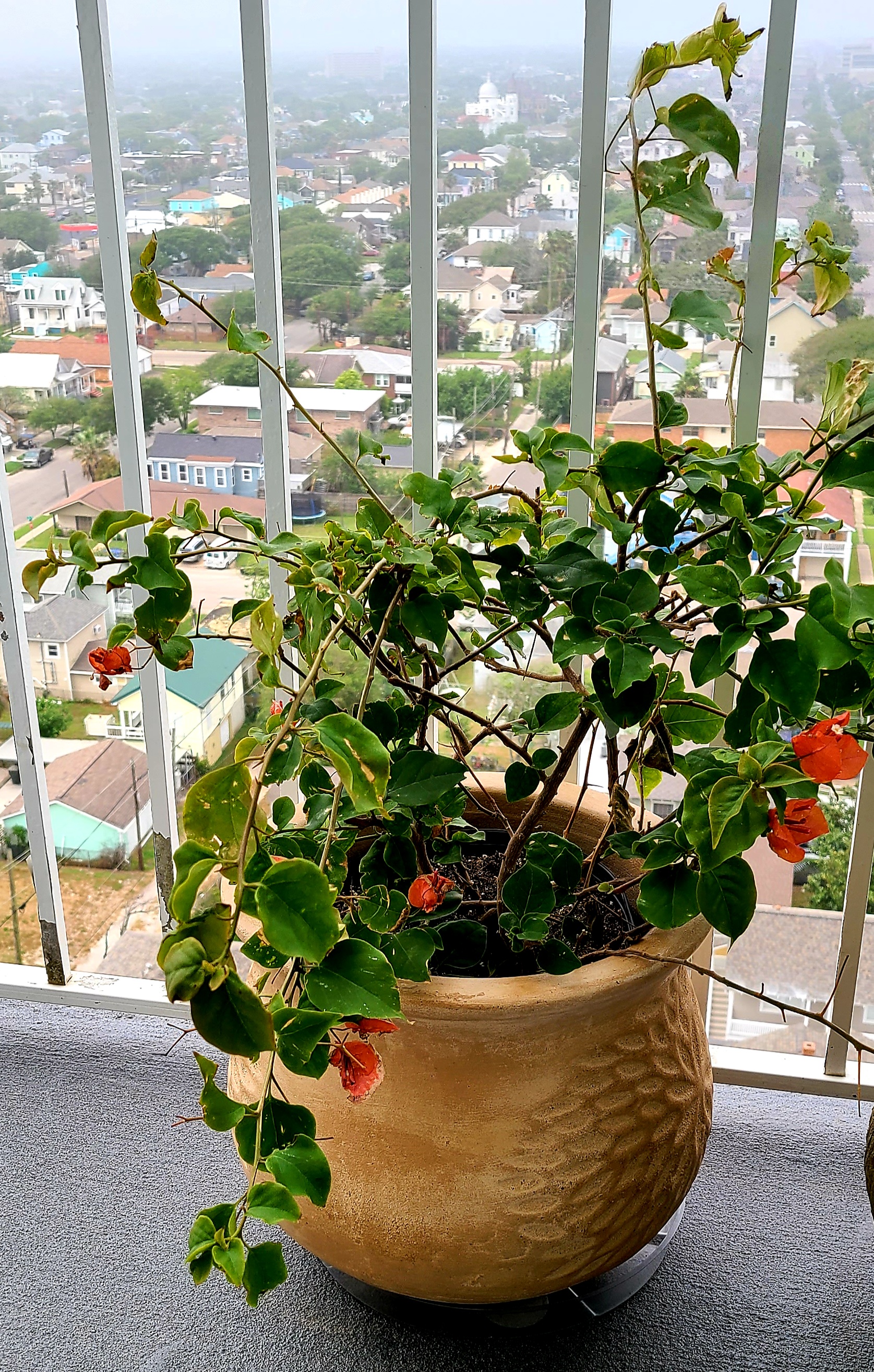 Potted Lesser Bougainvillea plant on a balcony with visible flowers and some leaf discoloration.