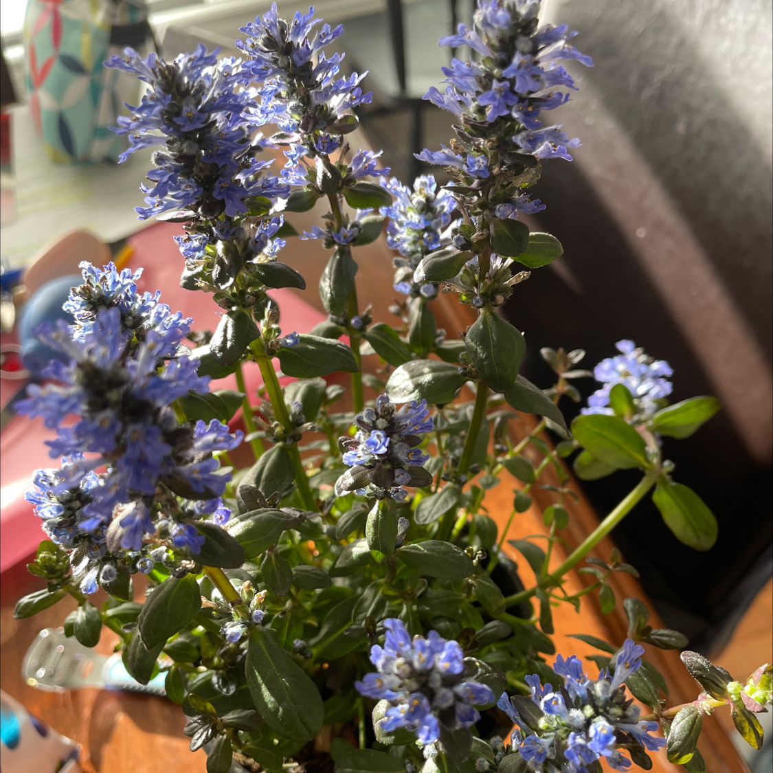 Blue Bugle plant with vibrant blue flowers, appearing healthy and well-defined.