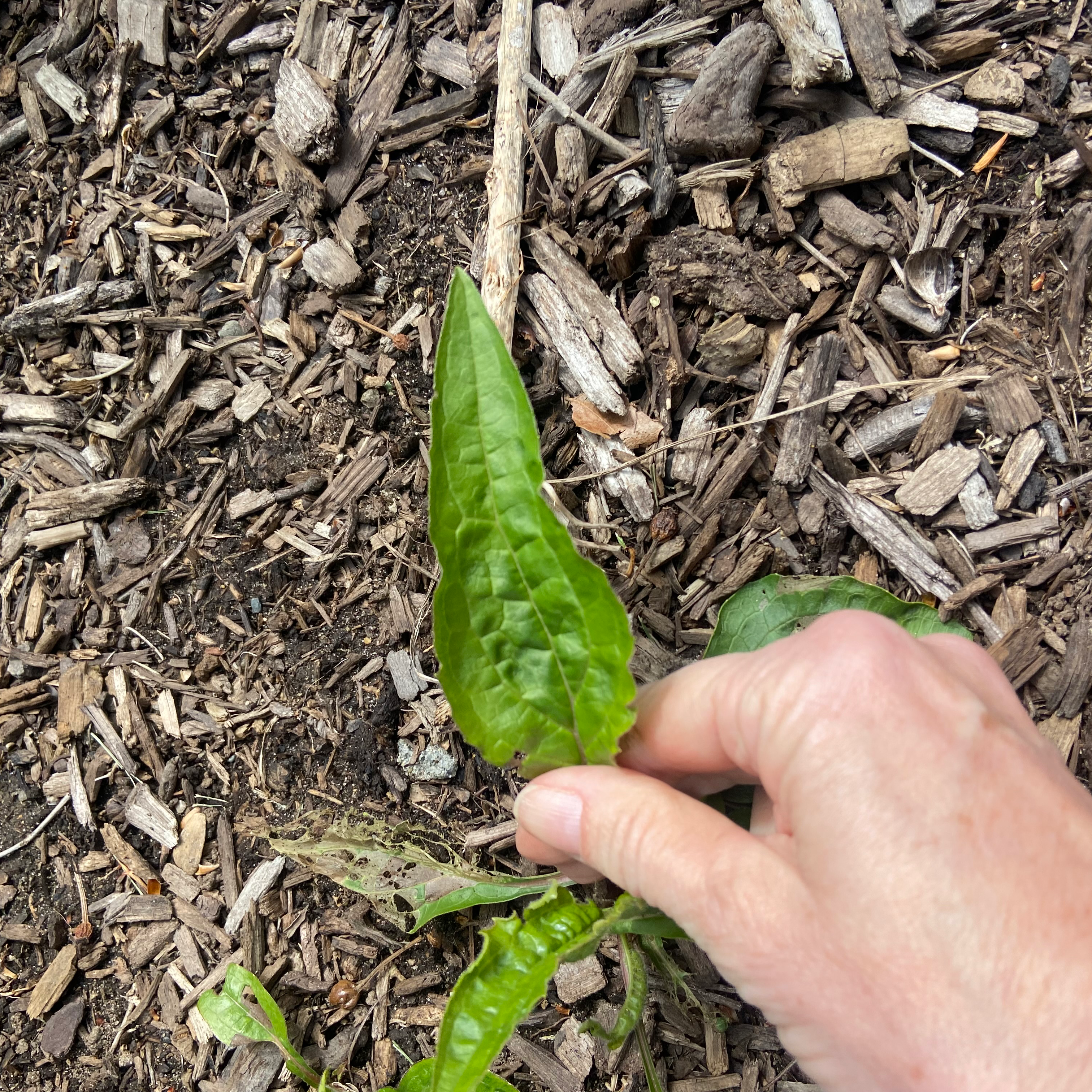 A hand holding a leaf of an American Pokeweed plant with visible soil and mulch.
