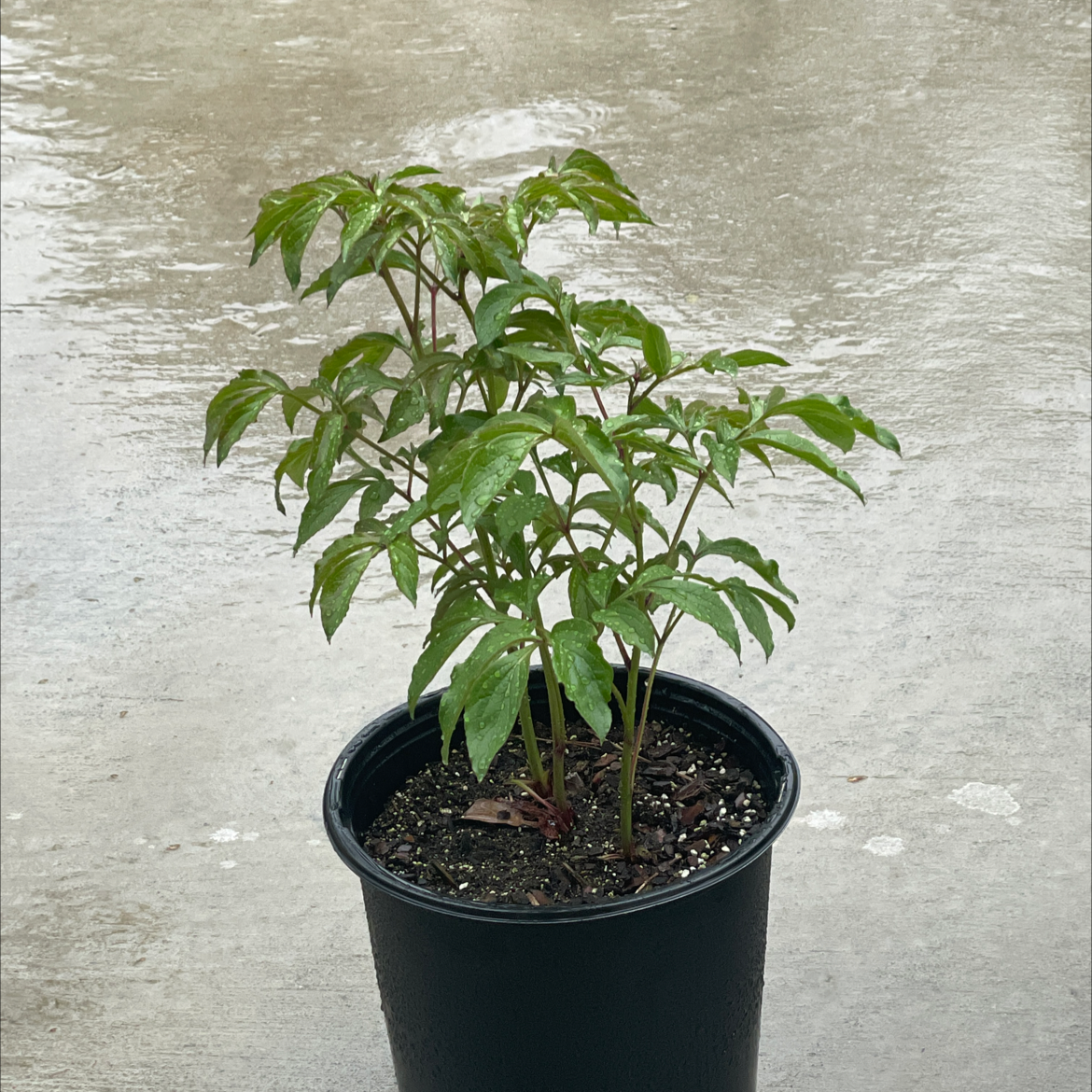 Potted Chinese Peony plant with healthy green leaves and visible soil.