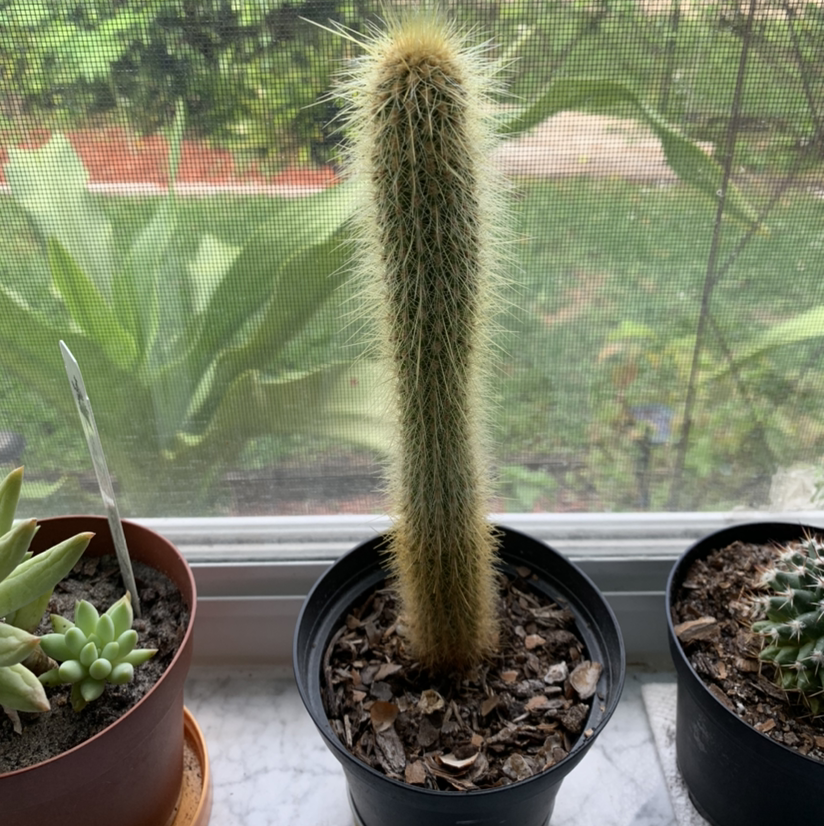 Golden Snakecactus in a pot on a windowsill with other plants in the background.
