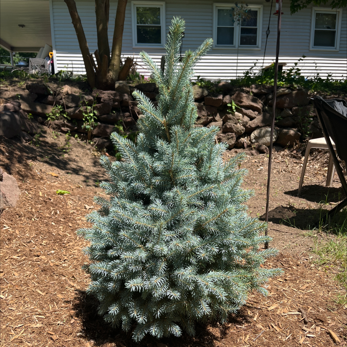 Healthy Blue Spruce plant in an outdoor setting with visible soil.