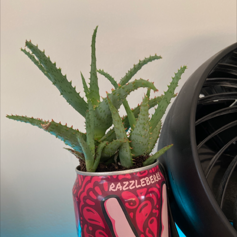 Short-Leaved Aloe plant in a decorative container, appears healthy.