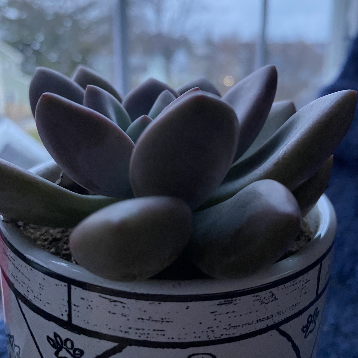 Photo of the plant species Echeveria tolimanensis by @mariqw named emerson on Greg, the plant care app