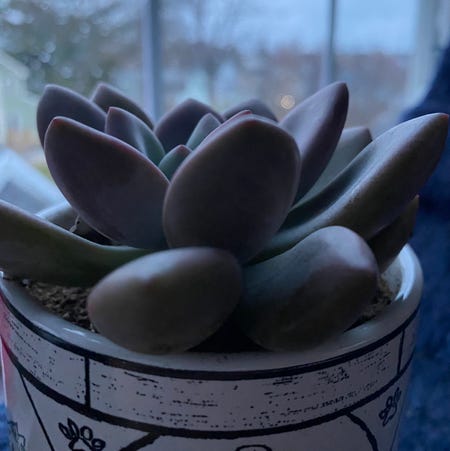 Photo of the plant species Echeveria tolimanensis by Mariqw named emerson on Greg, the plant care app