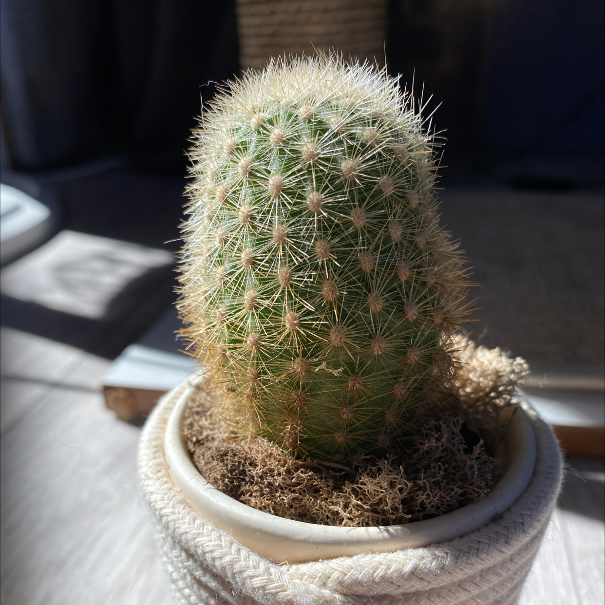 Photo of the plant species Lace Hedgehog Cactus by @mariqw named naomi on Greg, the plant care app