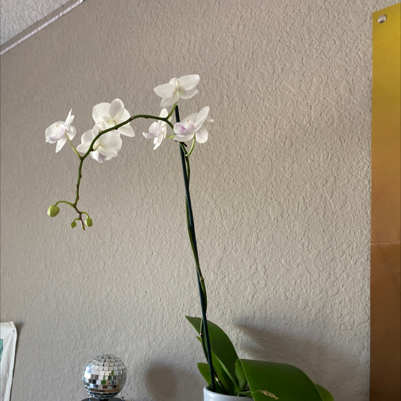 Moon Orchid with white flowers and green leaves in a pot against a plain wall.