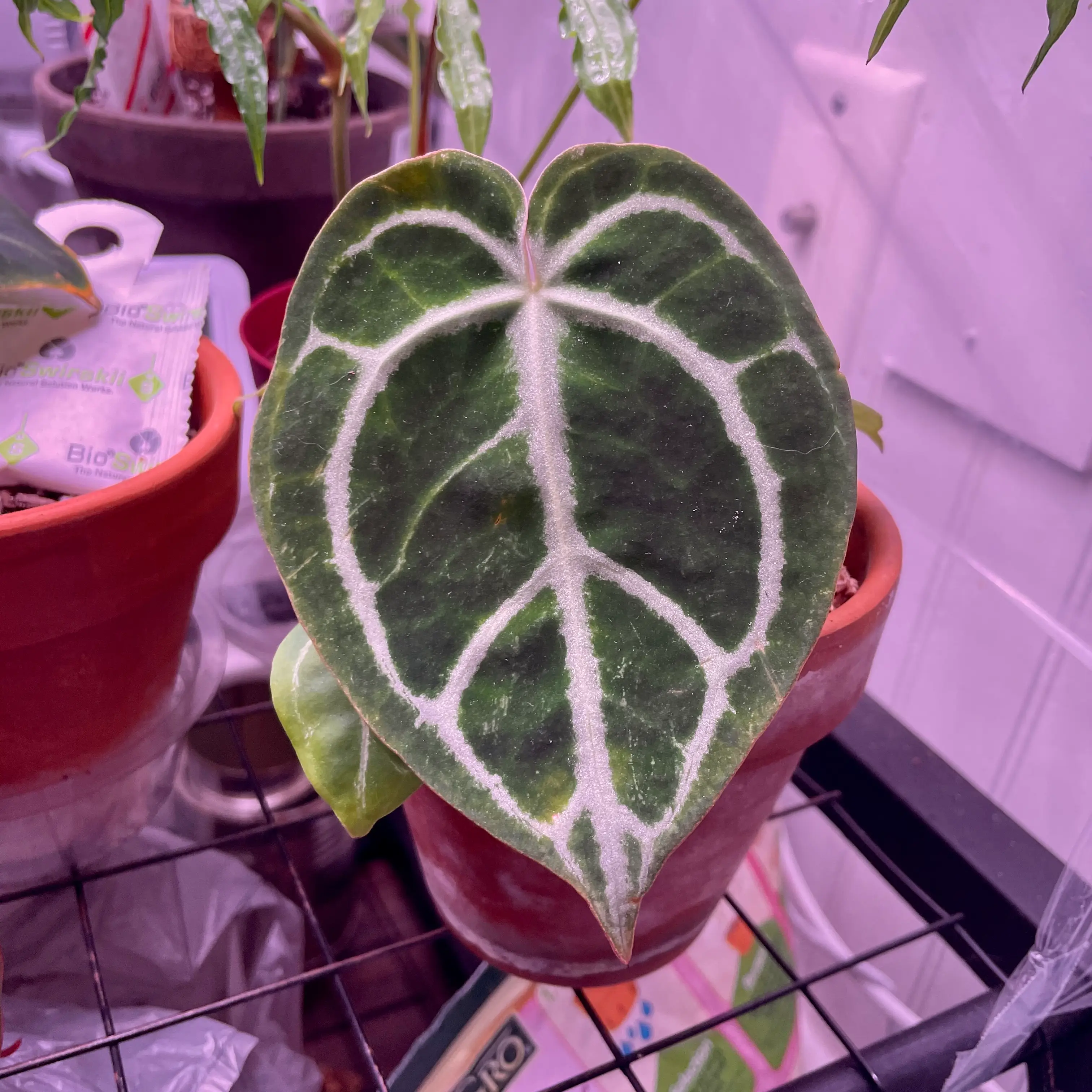 Photo of the plant species Hope by @HandsomeApricot named A. Crystal hope on Greg, the plant care app