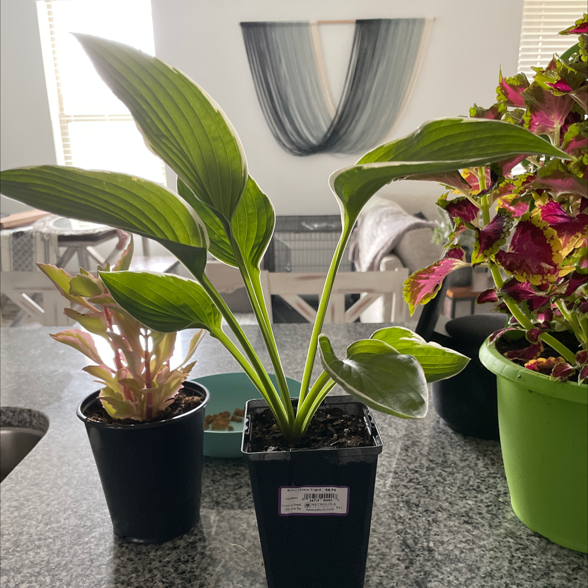 Hosta 'Patriot' plant in a black pot on a countertop with other plants in the background.