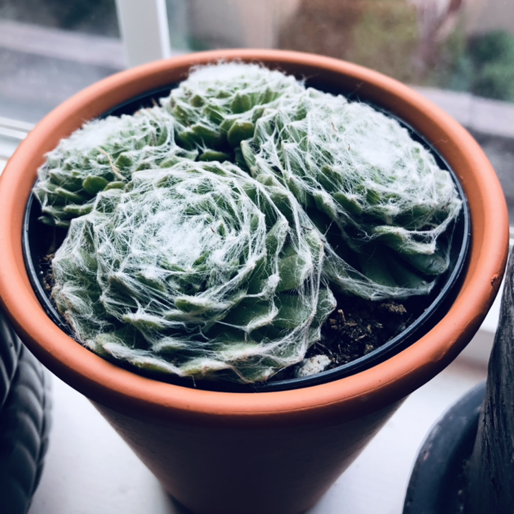 Potted Cobweb Hens and Chicks plant with healthy green rosettes covered in white filaments.