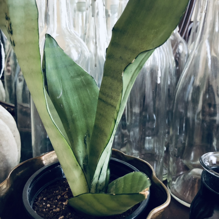 🌡 What Temperature Should My Silver Snake Plant Be Kept At?