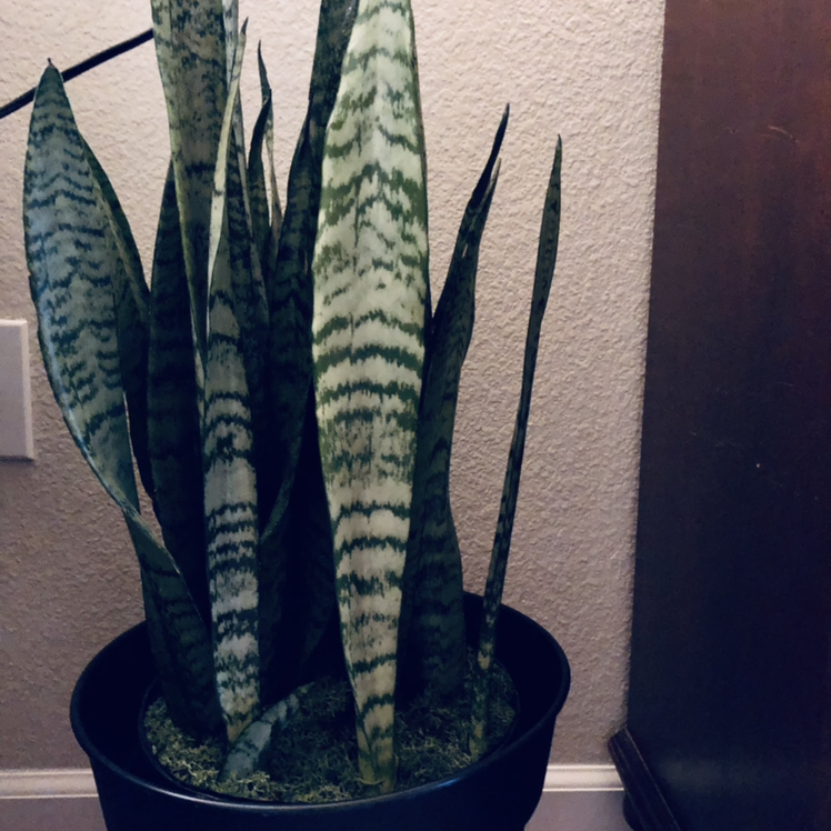 Photo of the plant species Zeylanica Snake Plant by @sHellBells named Lilith on Greg, the plant care app