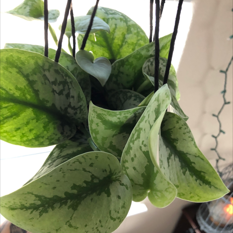Photo of the plant species Aglaonema 'Silver Splash' by @sHellBells named Freddie Mercury on Greg, the plant care app