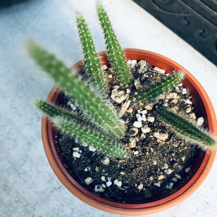 Rat Tail Cactus in a pot with visible soil, appearing healthy.