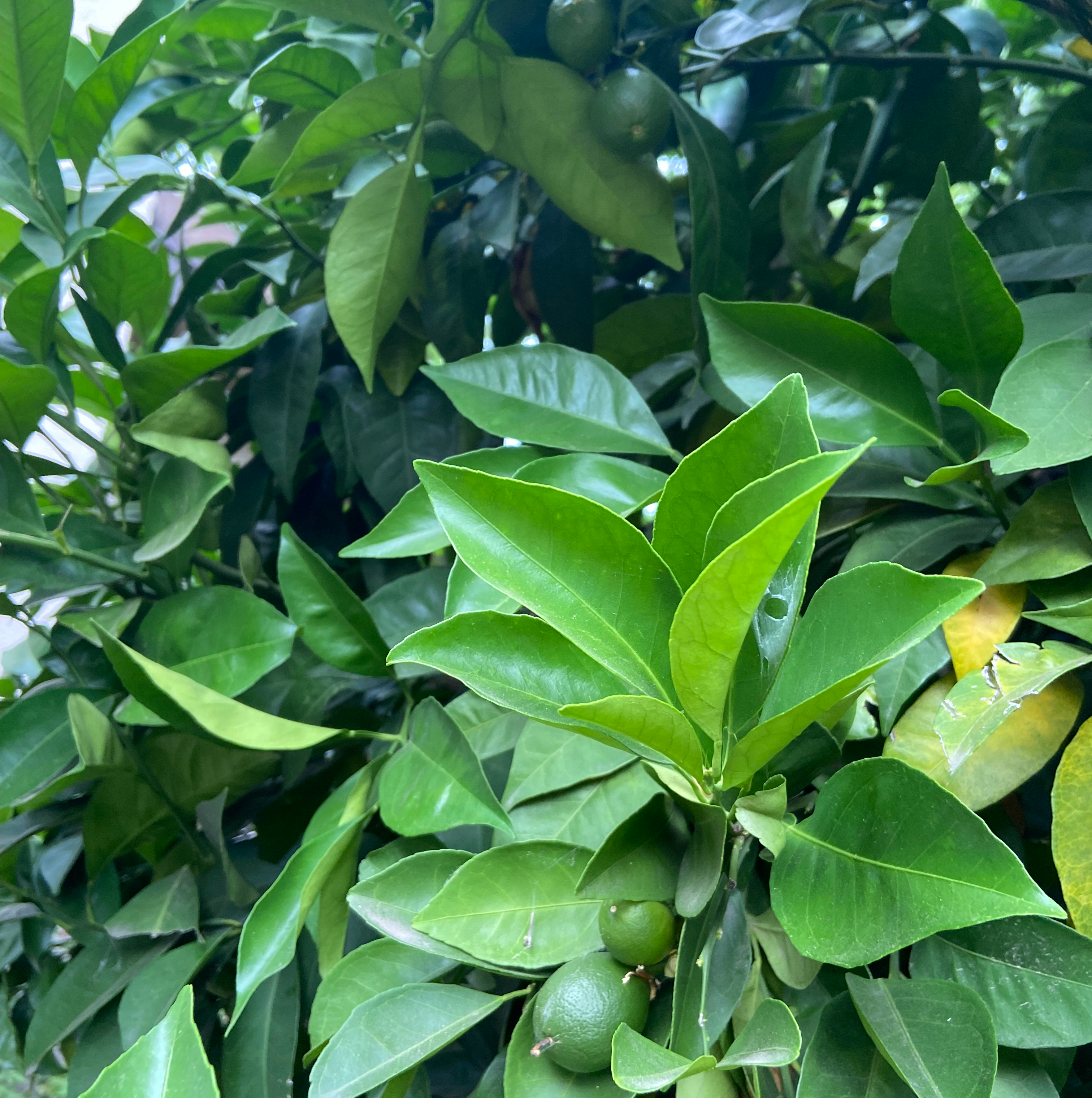 Oval kumquat plant with glossy green leaves and small green fruits, slight yellowing on some leaves.