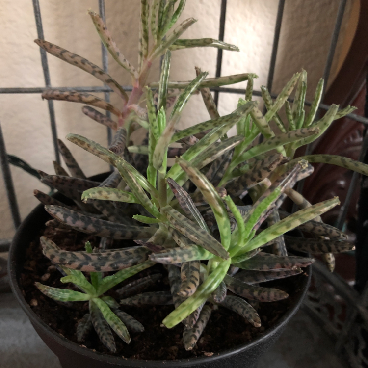 Healthy Mother of Millions succulent plant in a pot, with many small plantlets growing along the edges of the spotted lance-shaped leaves.
