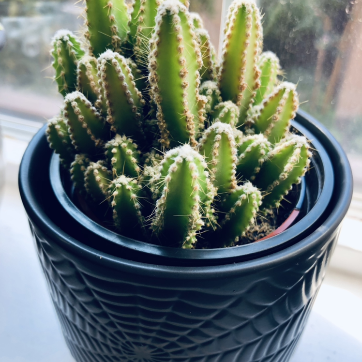 Fairy Castle Cactus in a decorative pot, appears healthy.