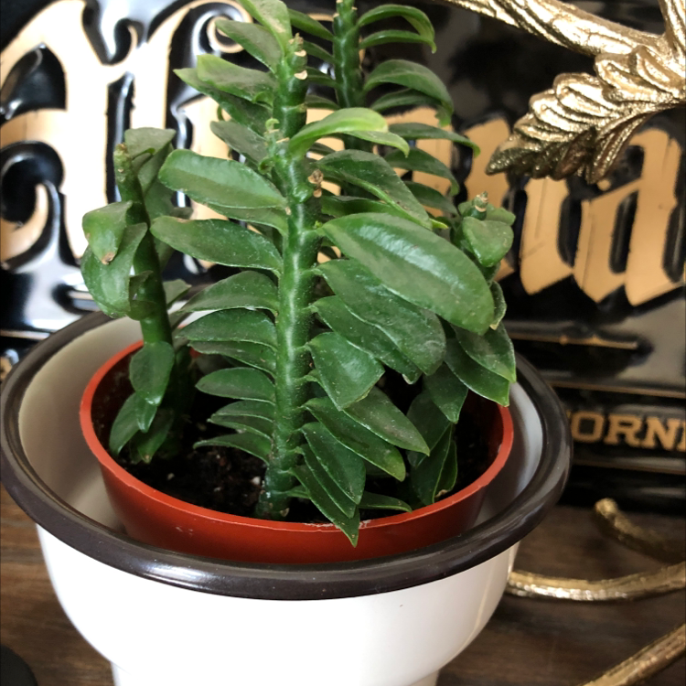 Photo of the plant species Japanese Poinsettia by @sHellBells named Griselda on Greg, the plant care app