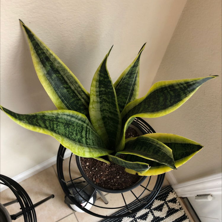 Sansevieria 'Lauren' plant in a pot with visible soil, well-framed and in focus.