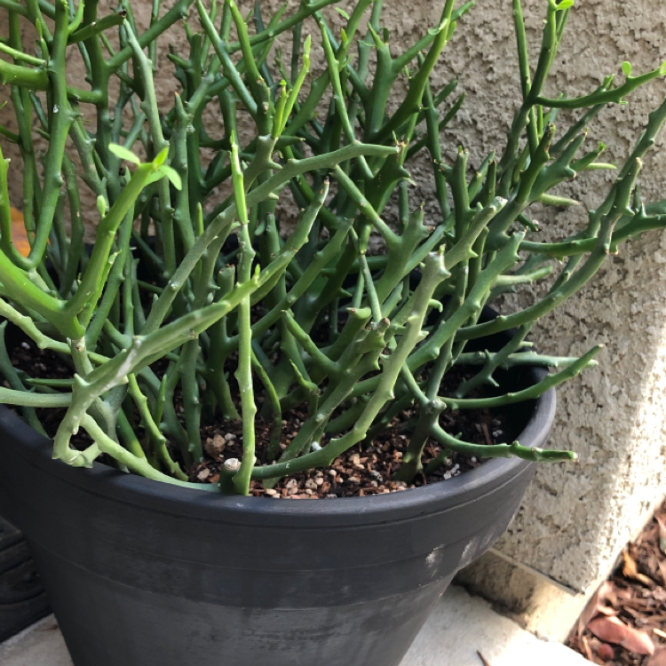 Photo of the plant species Euphorbia 'Briar Patch' by @sHellBells named Mildred on Greg, the plant care app