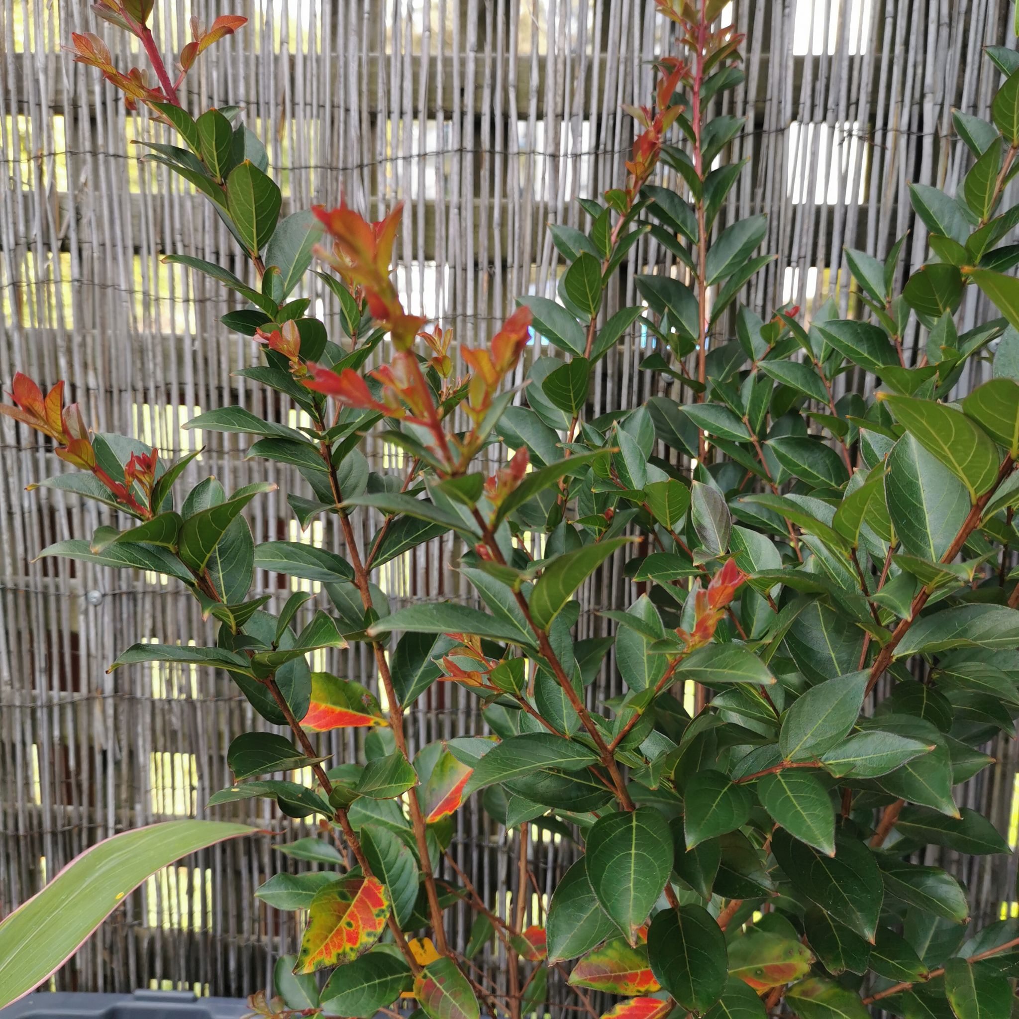Mature Cape Myrtle plant with dark green leaves and vibrant red leaf tips, growing outdoors in front of a bamboo fence.