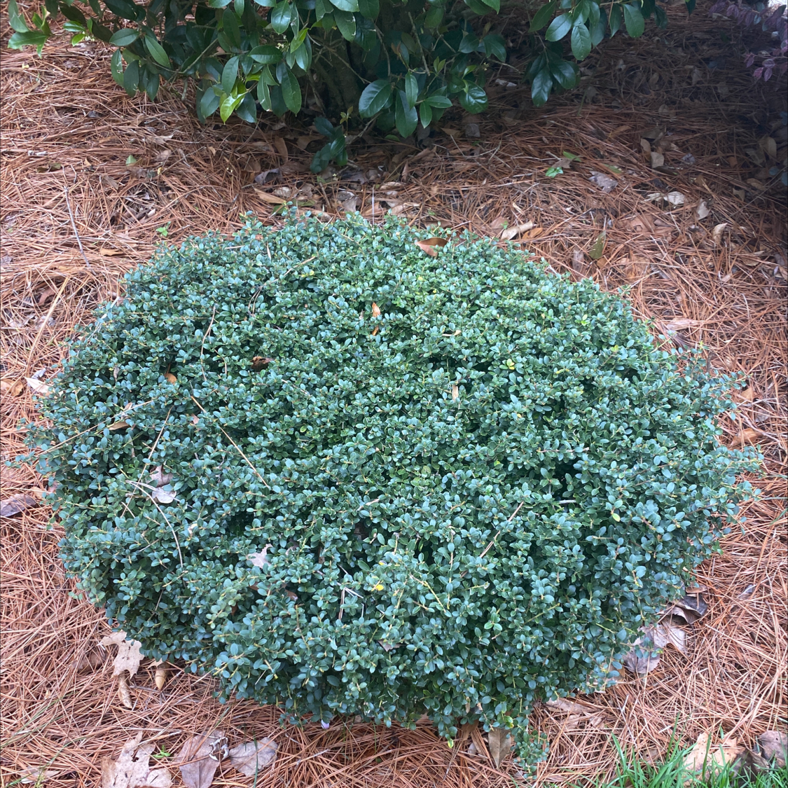 Healthy, round boxwood shrub with dense green foliage growing in a mulched garden bed.