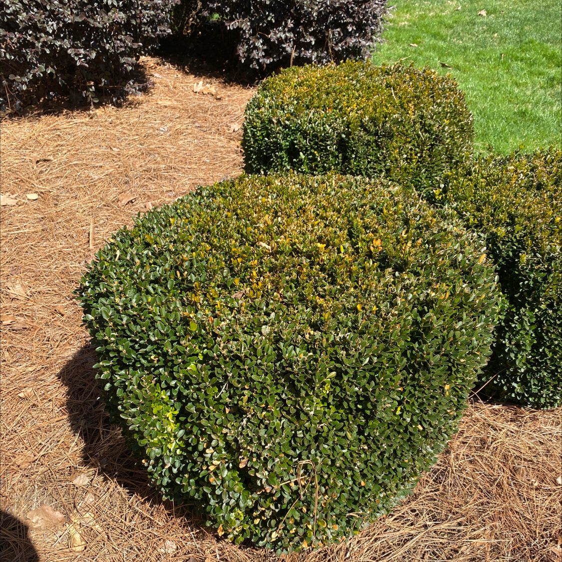 Why Are My Common Boxwood Leaves Droopy? 😔