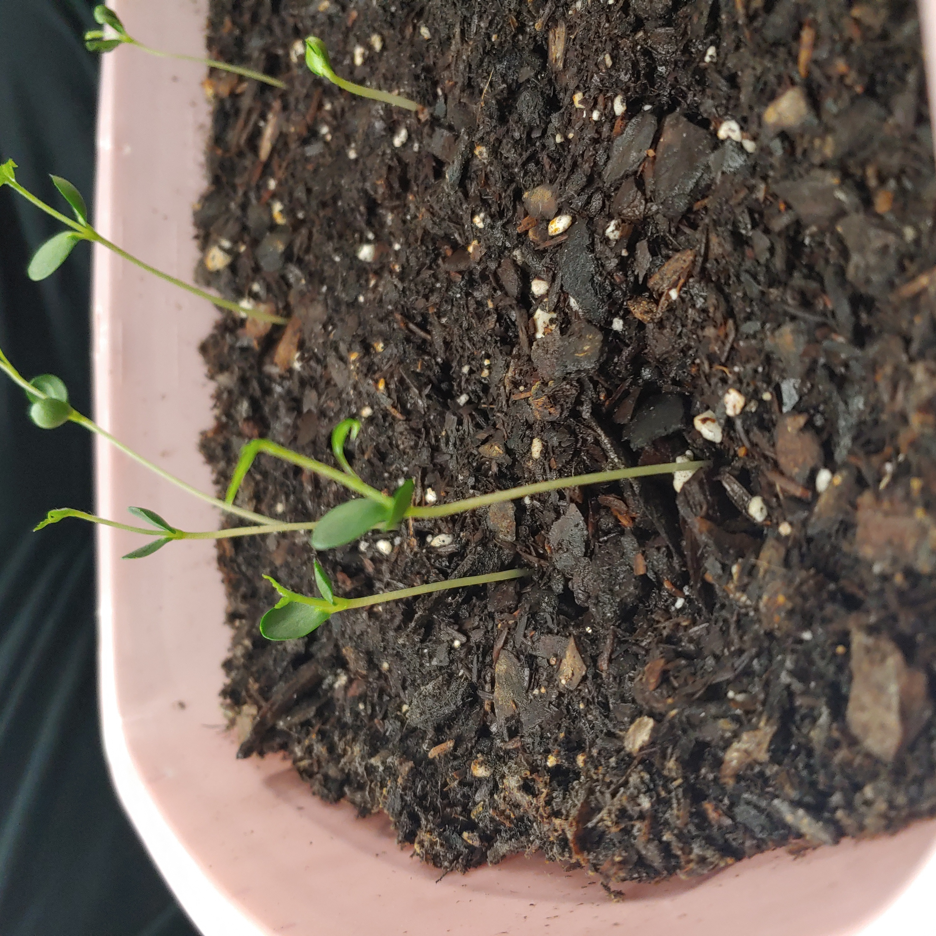 Young Common Chickweed seedlings in a container with dark soil.