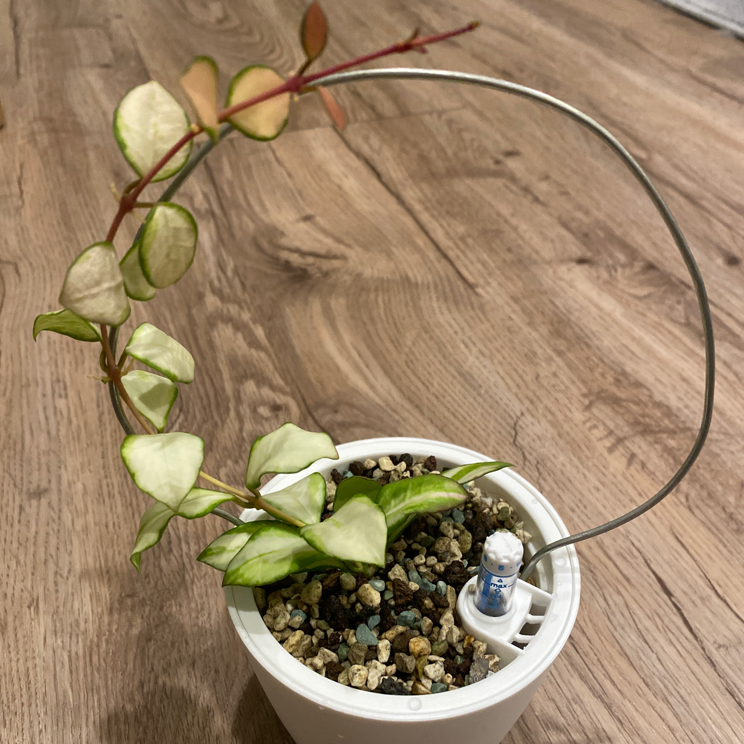 Hoya heuschkeliana variegata plant in a white pot with variegated leaves and a wire trellis.
