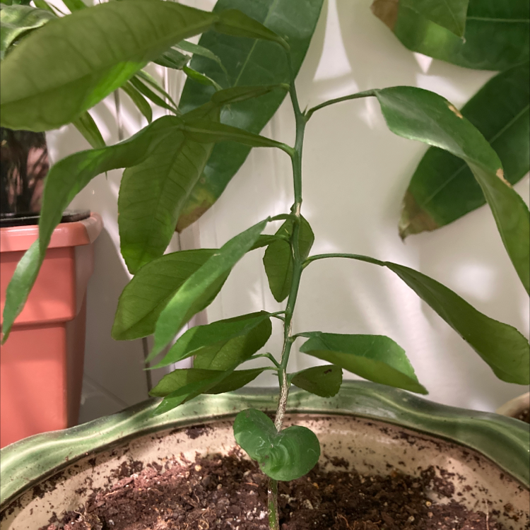 Young pomelo plant in a pot with green leaves and visible soil.