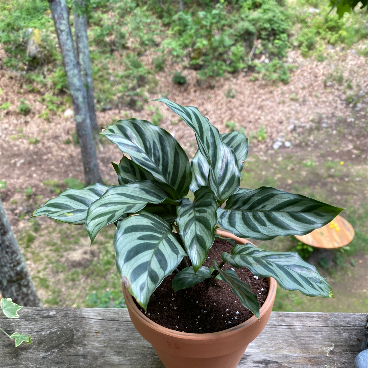 Calathea 'Freddie' plant in a terracotta pot with vibrant, patterned leaves.