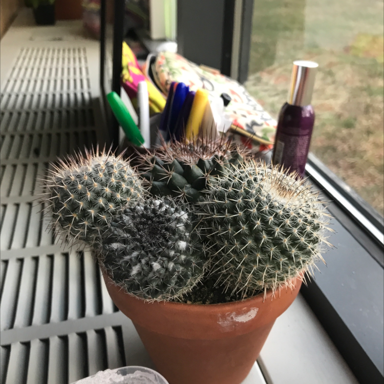 Potted Mammillaria Formosa cactus on a windowsill, appears healthy.