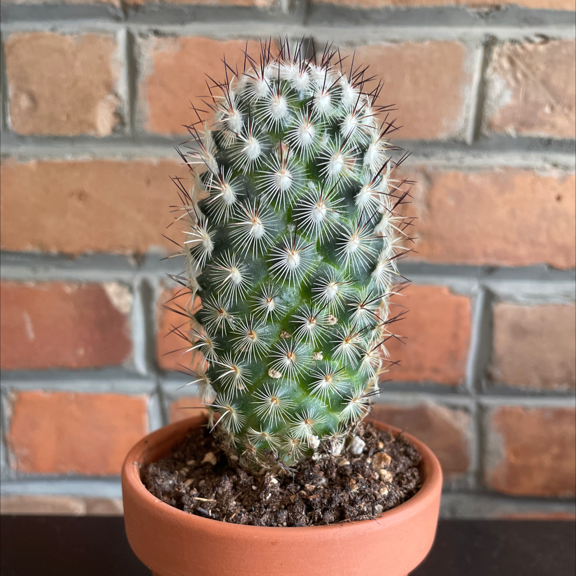 Mammillaria Haageana cactus in a terracotta pot with visible soil, against a brick wall.