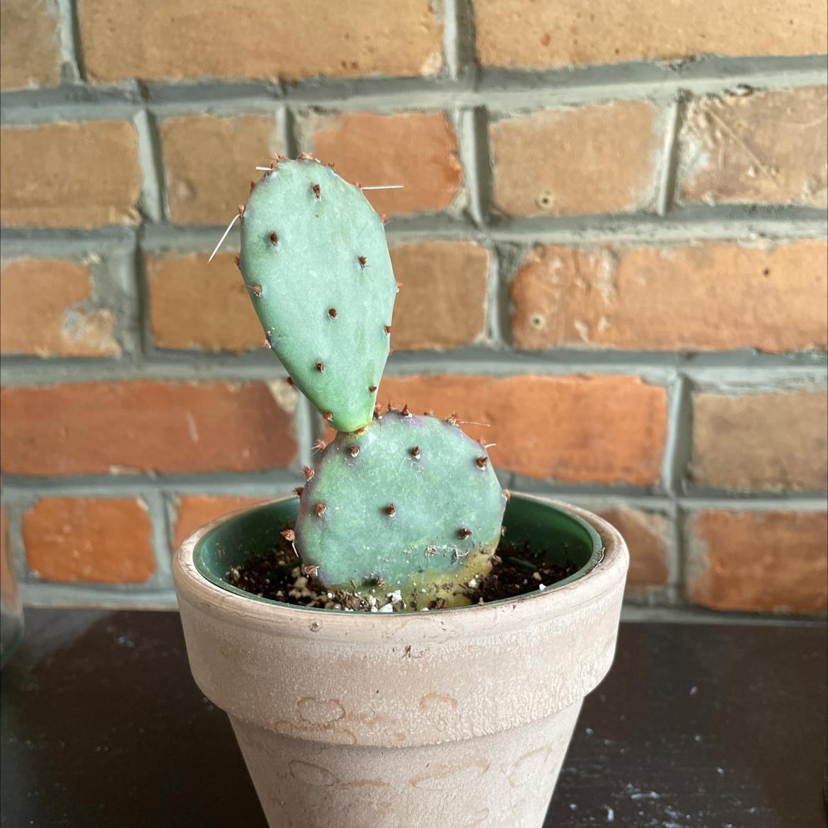 Photo of the plant species Few-Spined Marble-Seeded Prickly Pear by @Jordankitchen named Gobi on Greg, the plant care app