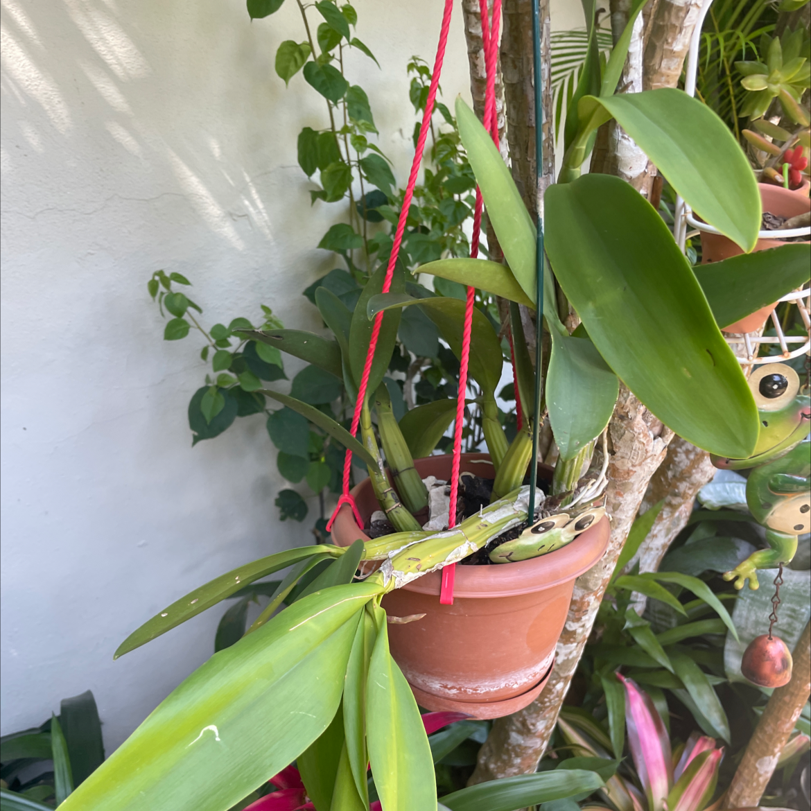 Cockleshell Orchid in a hanging pot with green leaves, surrounded by other plants.