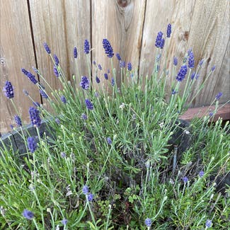 English Lavender plant in Oakland, California