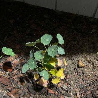 Garden Nasturtium plant in Oakland, California