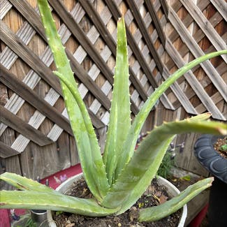 Aloe Vera plant in Oakland, California