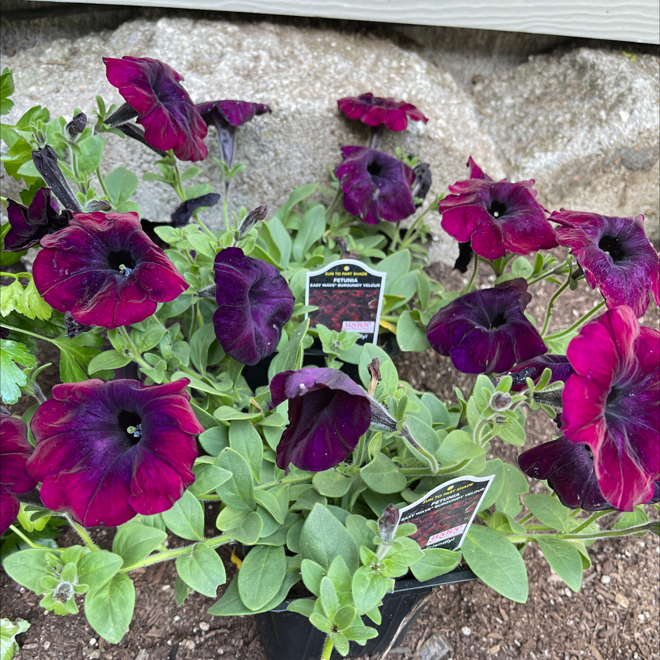Photo of the plant species Spanish Gold by @IdolTreeviolet named Luna on Greg, the plant care app