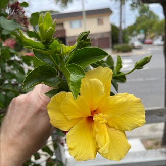 Chinese Hibiscus plant in Oakland, California