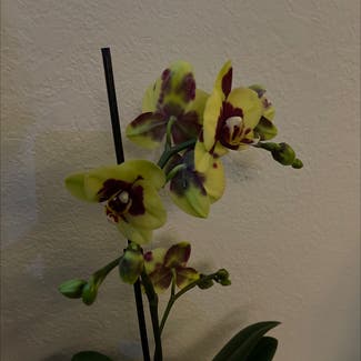 Phalaenopsis Orchid plant in Oakland, California
