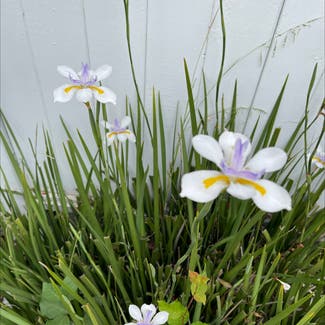 White African Iris plant in Oakland, California