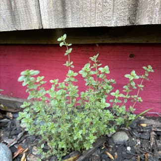 Common Thyme plant in Oakland, California