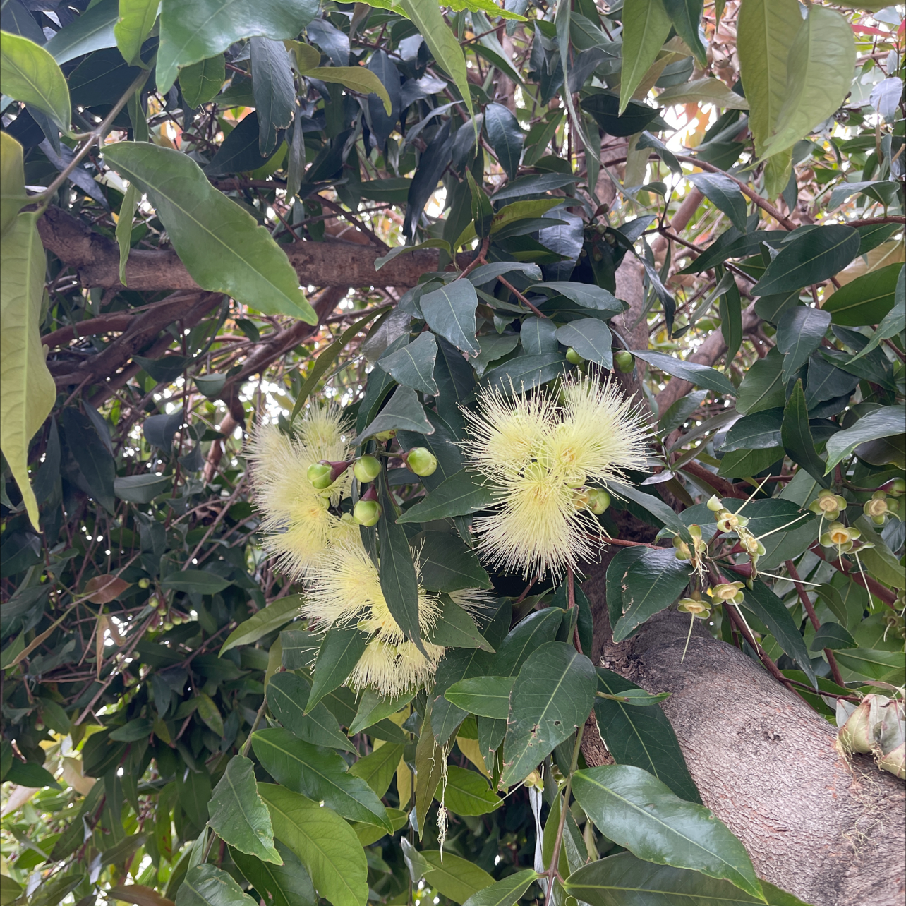 Photo of the plant species Malabar Plum by @IdolTreeviolet named Sir Plancelot on Greg, the plant care app