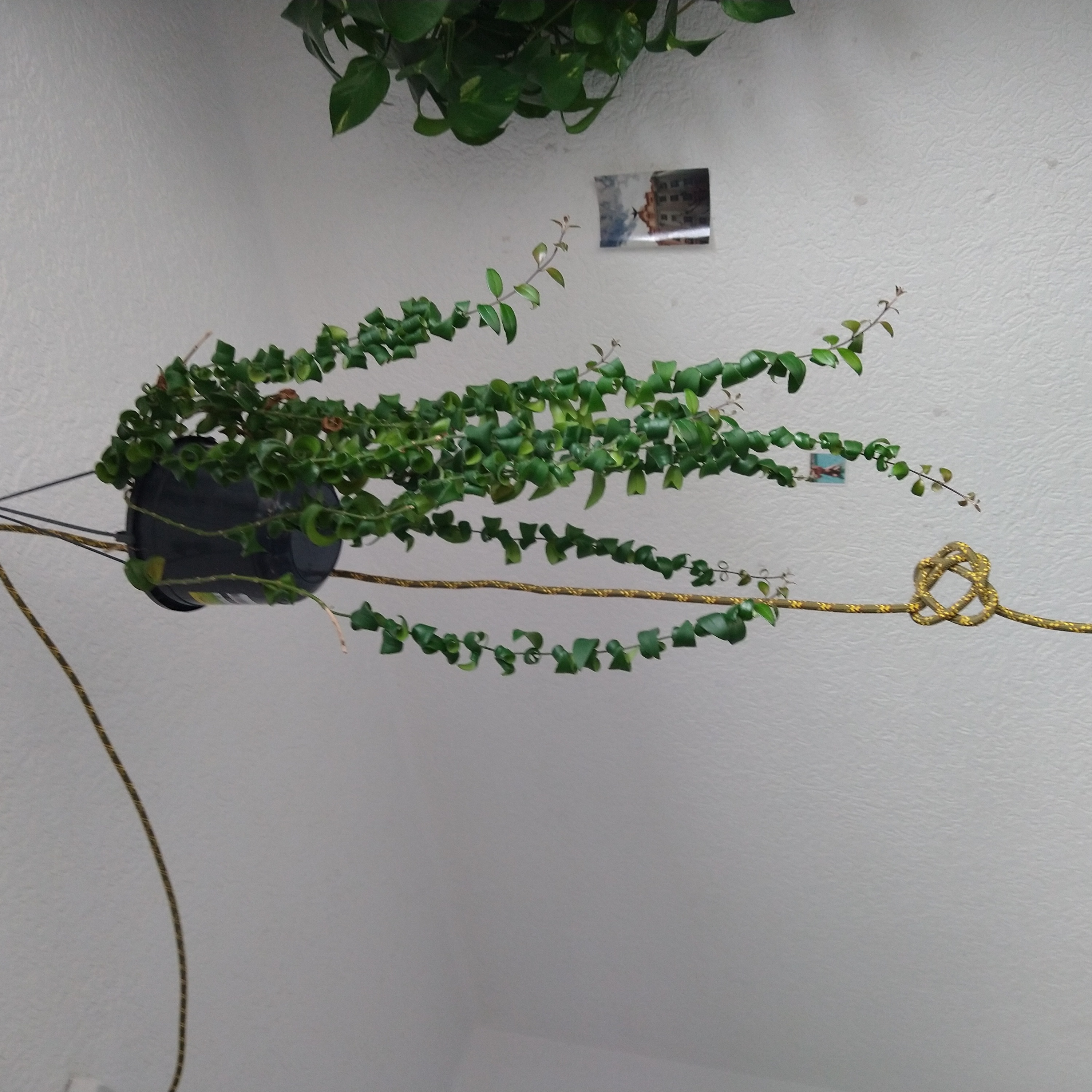 Hanging Twisted Lipstick Plant with long, trailing stems and small green leaves.