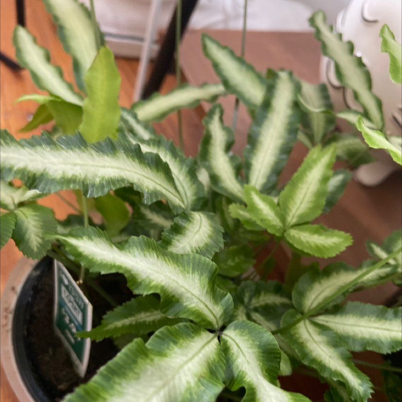 Brake Fern with variegated green and white leaves in a pot with visible soil.