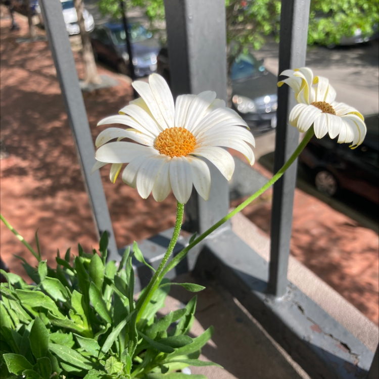 Ox-Eye Daisy flowers in bloom with white petals and yellow centers on a balcony.