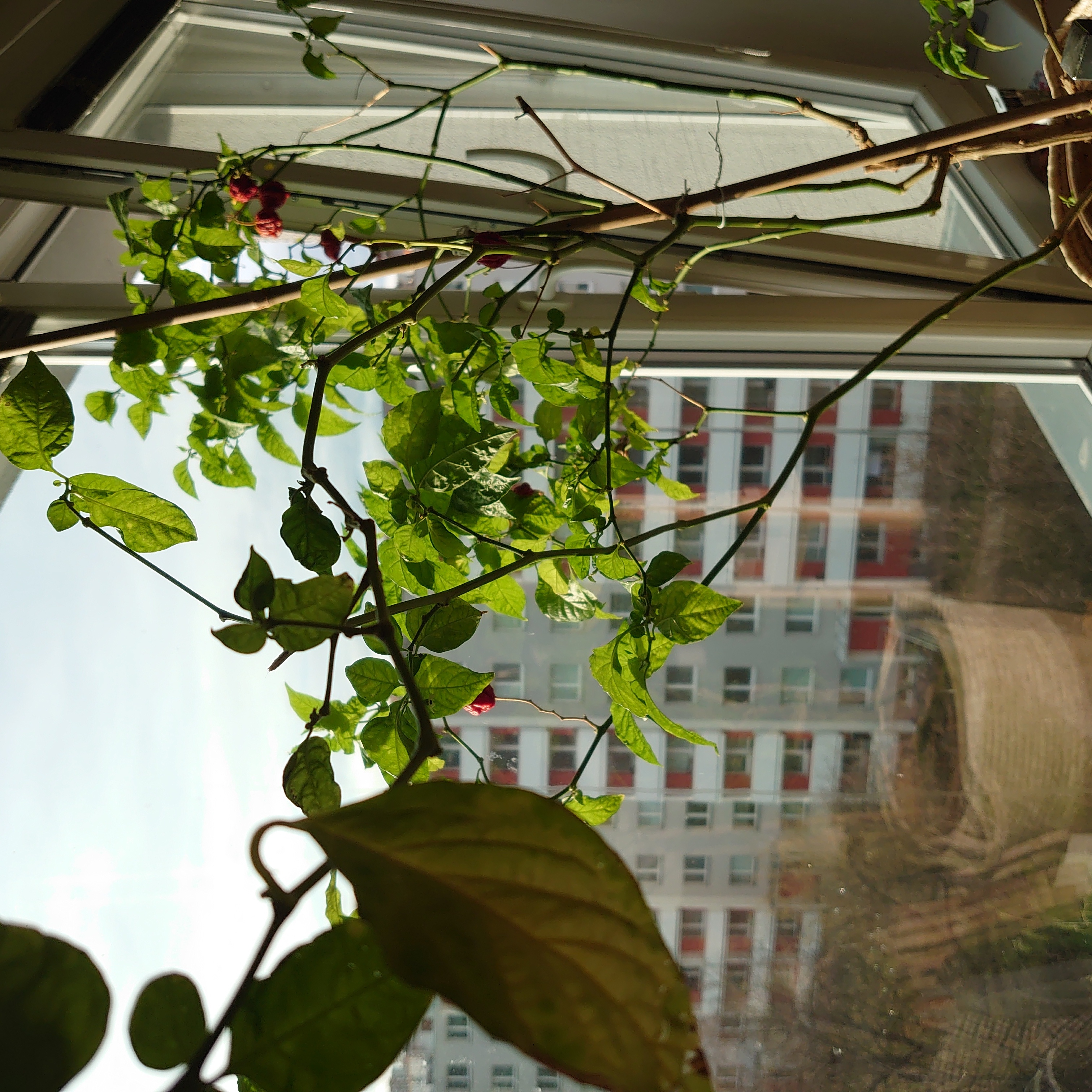 Carolina Reaper plant near a window with green leaves and some flowers.